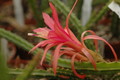 aporocactus sunrise 1054