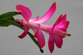 schlumbergera buckleyi charles lemaire 6339