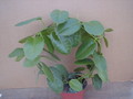hoya ariadna plant