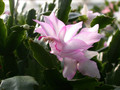 schlumbergera miss shimano 02