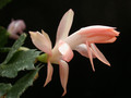 schlumbergera christmas fantasie 05