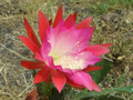 eh shauna 8936 0126