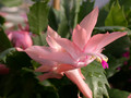 schlumbergera christmas flame 02