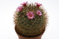 mammillaria apamensis rep910 9747