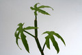 cissus qumquangularis 0730