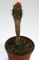 euphorbia neohumbertii 6762