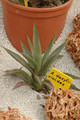 agave daslirioides 01