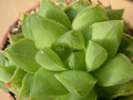 haworthia cuspidata 01