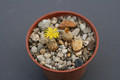 conophytum meyeri 0161