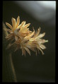 hildewintera aurespina x eps eyrisii 083