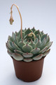 echeveria colorata 7945