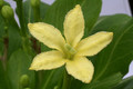 brighamia insignis 1196