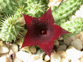 huernia angolensis specks 01