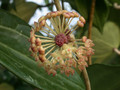 hoya polystachya 0135 02