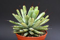 agave maroacantha verde 1415