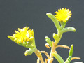 cephalophyllum gracile 1371