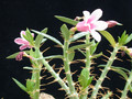 pachypodium bispinosum 04