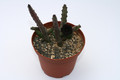 huernia penzigii 9325