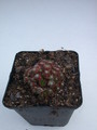 sempervivum hookeri 5719