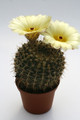 notocactus mammulosus wg462 9661