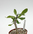 euphorbia erythrocullata 02