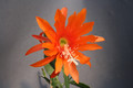 eh clementine w 5672 1858