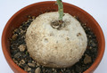 jatropha berlandieri 3827