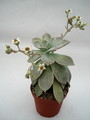 graptopetalum paraguayensis 8466