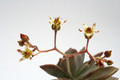 graptopetalum paraguayense 9235