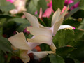 schlumbergera gold charme 02