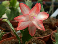 schlumbergera pasadena 12