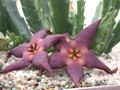 stapelia vetula