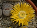 lithops pseudotruncatella elisabethae 02