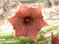 huernia leachii x keniensis 02