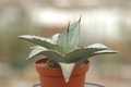 agave titanota 8717