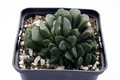 haworthia maughanii x truncata 1480