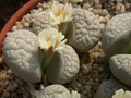 lithops marmorata elisae 2 02