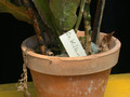 eh dr werner stauch 421 07
