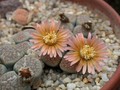 lithops verruculosa6
