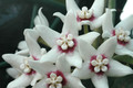 hoya calycina 6583