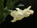schlumbergera gold charme 04