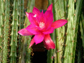 aporocactus shin 6