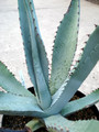 agave scabra hundido 4868