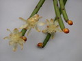 rhipsalis dissimilis gelblich 2067