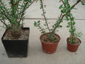 fouquieria fasciculata 1