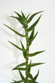 aloe morijensis kenia 70cm 3793