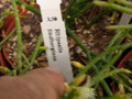rhipsalis lindbergiana 04 16