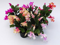 schlumbergera sorten 10001