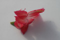 schlumbergera mac 8181