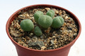 conophytum uvaeforme pardivisum 2890
